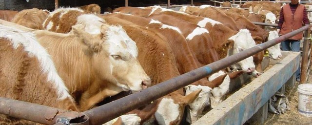 养殖方法介绍(养殖技术讲解)