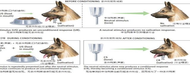 这一学说的特征是(试述心理学的主要流派及主要观点)