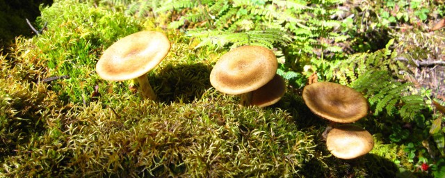 农村种植蘑菇两种实用方法(教你如何种植蘑菇)