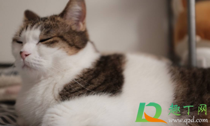 被猫咬了72小时内打针可以吗(被猫咬24小时内打了针有用吗)