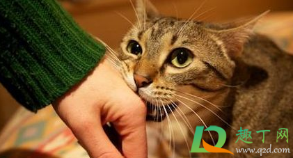 被猫咬了72小时内打针可以吗(被猫咬24小时内打了针有用吗)