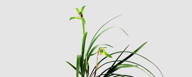 花期有多长呢(最长的花期是多少)