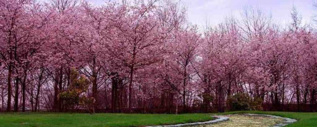 应该怎么种植呢(种植是怎么做的)