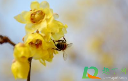 天然蜂蜜有没有激素(蜂蜜有无激素)