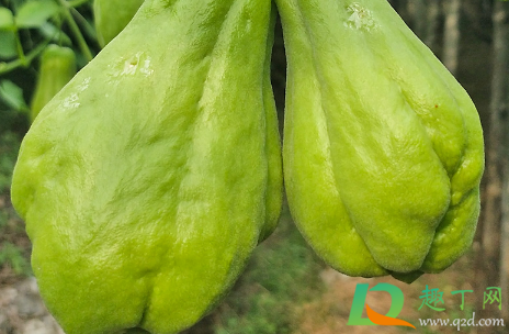 佛手瓜是水果还是蔬菜(佛手瓜的功效与作用是菜,还是水果?) 佛手瓜是水果还是蔬菜(佛手瓜的功效与作用是菜,还是水果?)