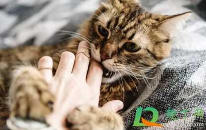 被猫咬了72小时内打针可以吗(被猫咬24小时内打了针有用吗)