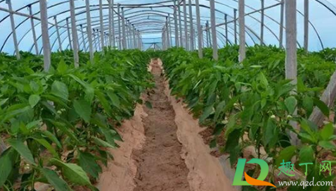 辣椒开花了还能移栽吗(开了花的辣椒苗可以移植吗)