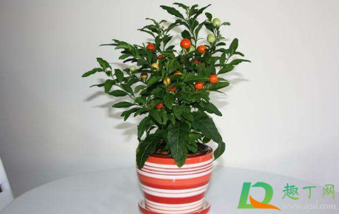 冬珊瑚的果子可以吃不(冬珊瑚可以吃吗) 冬珊瑚的果子可以吃不(冬珊瑚可以吃吗)