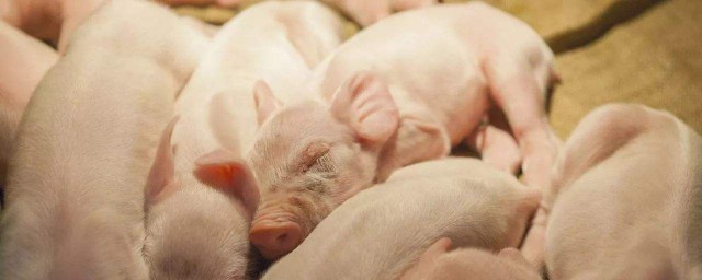 养猪人告诉你(养猪先养人)