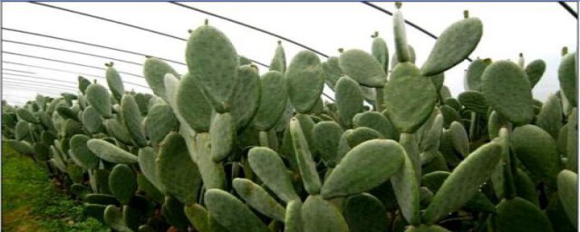 怎么用仙人掌做灌肤面膜(仙人掌可以当面膜直接敷脸吗)