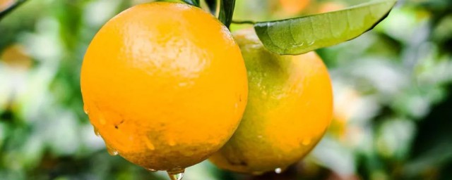 施肥方法有哪些(肥料的施肥方法有哪些)