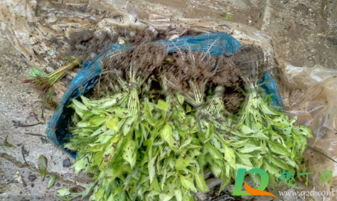 辣椒开花了还能移栽吗(开了花的辣椒苗可以移植吗)