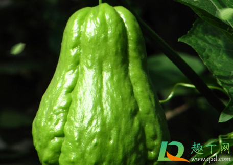 佛手瓜的粘液手脱皮怎么办(佛手瓜去皮时有一层粘液怎样处理)