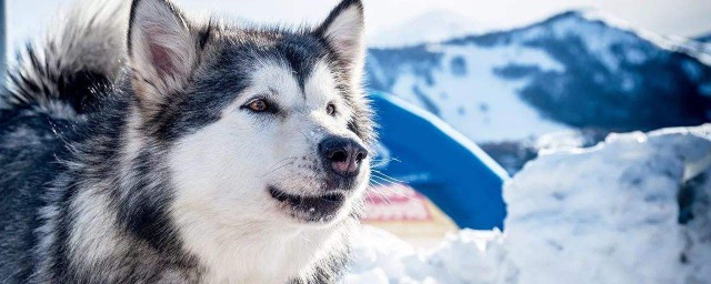 阿拉斯加雪橇犬的性格如何(阿拉斯加雪橇犬温顺吗)