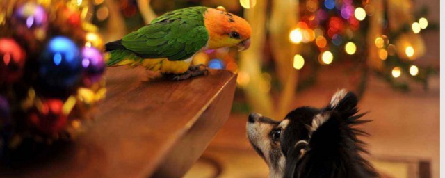 这几种最聪明(有哪些很聪明的)