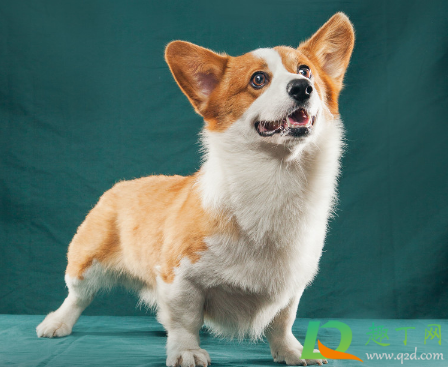 春节回家可以把狗关笼子里吗(小狗刚回家要不要关笼子)