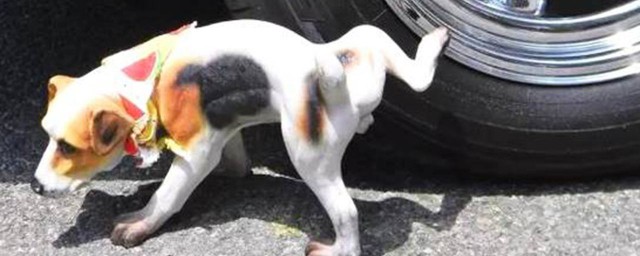 怎么预防小狗往车上尿尿(怎么防止小狗在车轮上撒尿)