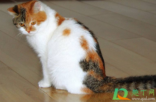 猫咪春节跟着回家好吗(猫猫会回家吗)