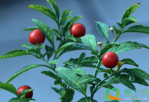 冬珊瑚的果子可以吃不(冬珊瑚可以吃吗)