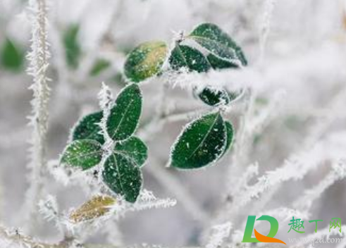 2021年哪天数九第一天(2021年那一天数九)