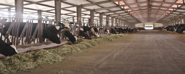 养牛发酵床制作方法(牛用发酵床怎么制作)