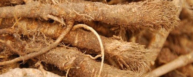 防风种植技术与效益(防风药材种植效益如何)