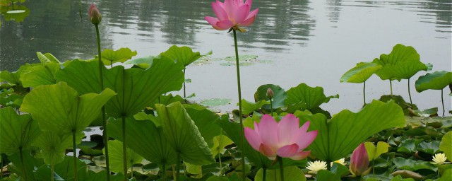 十首句关于荷花的诗句推荐(有哪些关于荷花的诗句)