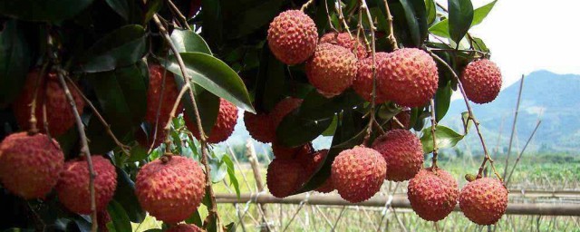 有你喜欢的水果吗(介绍一下你喜欢的水果)