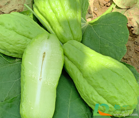 佛手瓜的粘液手脱皮怎么办(佛手瓜去皮时有一层粘液怎样处理) 佛手瓜的粘液手脱皮怎么办(佛手瓜去皮时有一层粘液怎样处理)