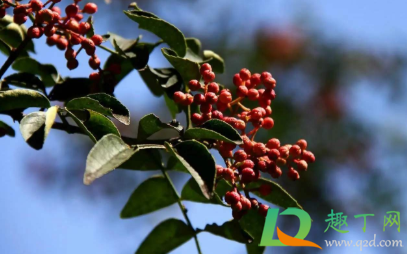 喉咙有一个花椒籽卡在哪里怎么办(花椒粒卡在喉咙怎么办)