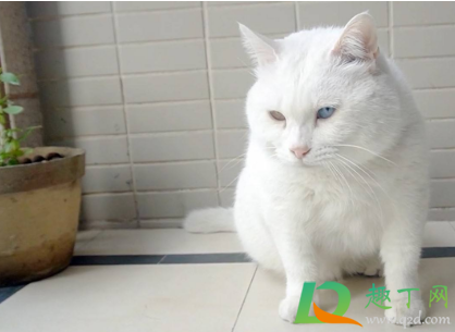 狂犬疫苗多长时间内打(狂犬疫苗多长时间内打完3针)