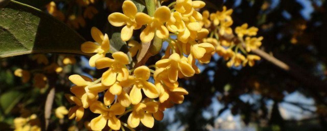 原来还有这些功效(还有别的功效吗)