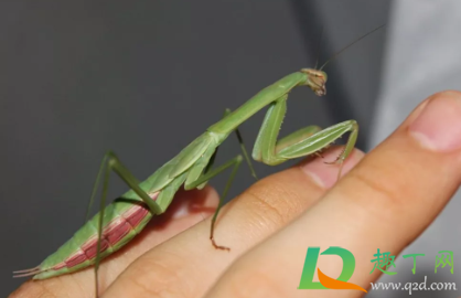 螳螂是不是有益的昆虫(螳螂到底是益虫还是害虫)