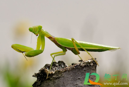 螳螂是不是有益的昆虫(螳螂到底是益虫还是害虫)
