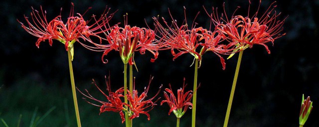 有没有听说过呢(没听说过吗)