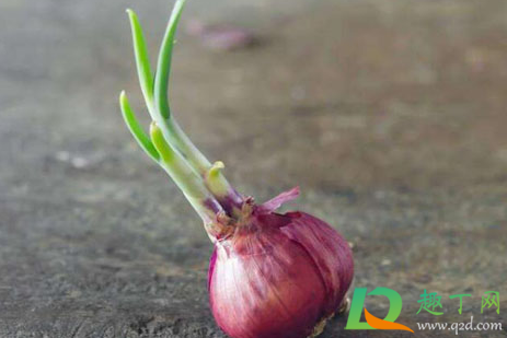 发芽洋葱能不能吃(请问洋葱发芽能不能吃)