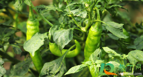 辣椒开花了还能移栽吗(开了花的辣椒苗可以移植吗)