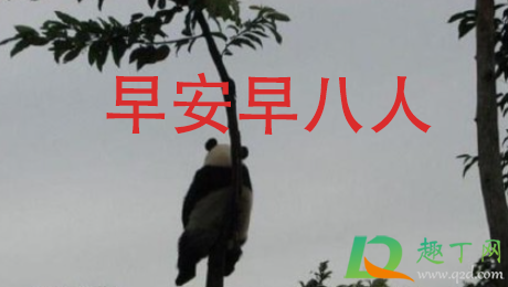 早八人是什么梗(早八人是啥)