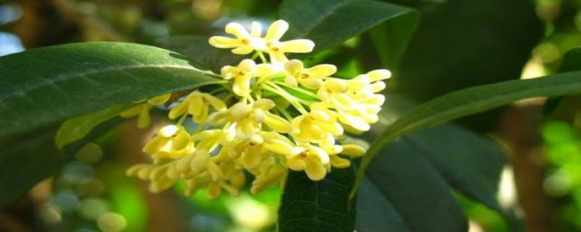 描写桂花的诗有哪些(描写桂花的诗有哪些?比如?)