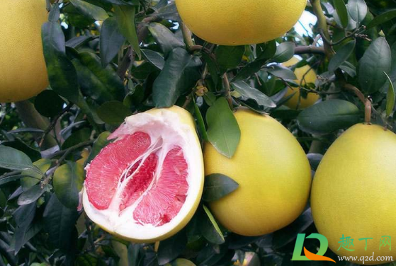 柚子一整个怎么剥(柚子怎么完整的剥皮) 柚子一整个怎么剥(柚子怎么完整的剥皮)