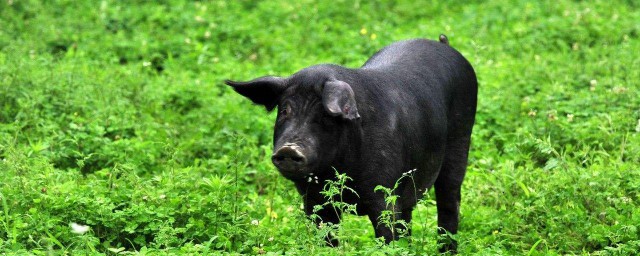 养胖猪(养胖猪50头有多少利润)