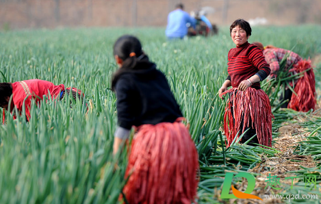 山东产大葱批发价翻倍怎么回事(山东大葱价格短短几天翻几倍) 山东产大葱批发价翻倍怎么回事(山东大葱价格短短几天翻几倍)