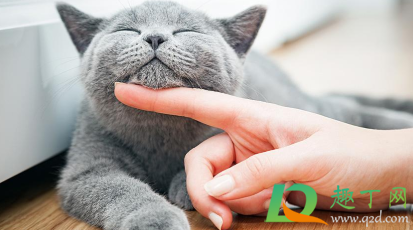 猫咪肛门腺不挤可以吗(猫肛门腺不挤会怎么样)