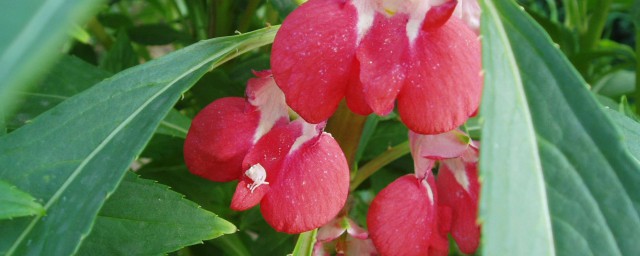植物染发是年轻人的潮流(天热植物染发)