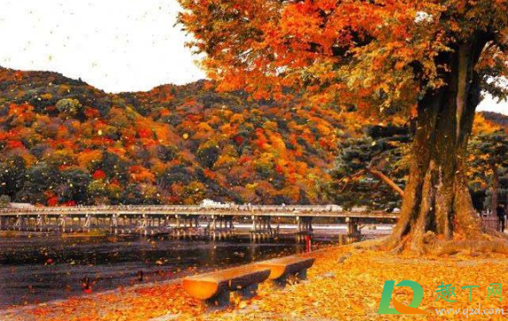 2020年11月份有什么节日或特殊日子(2020年11月份有啥节日) 2020年11月份有什么节日或特殊日子(2020年11月份有啥节日)