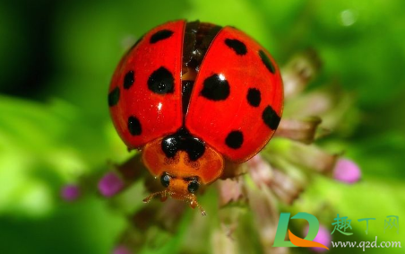 门窗紧闭瓢虫怎么进来的(瓢虫总是从纱窗进来)