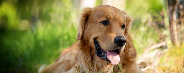 金毛的性格如何(金毛犬的性格特点)