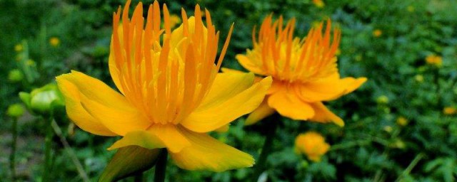 主要有如下五个作用功效(的功效与作用的功效和作用是什么)