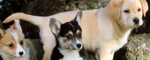 狗是什么动物(挖田狗是什么动物)