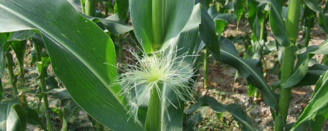 红糖加醋当叶面肥的好处(叶面肥加红糖有什么作用)